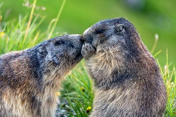 Alpenmarmotten van Achim Thomae