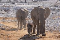 Elefanten im Etoscha-Nationalpark von GoWildGoNaturepictures Miniaturansicht