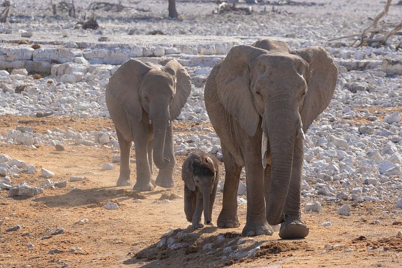 Elefanten im Etoscha-Nationalpark von GoWildGoNaturepictures