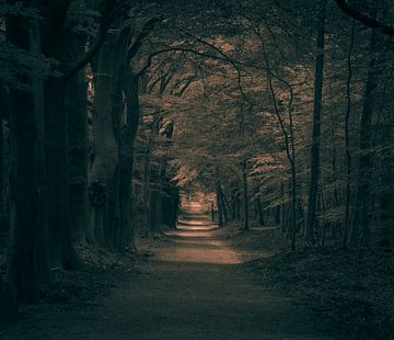 Le chemin vers la lumière sur JacQ