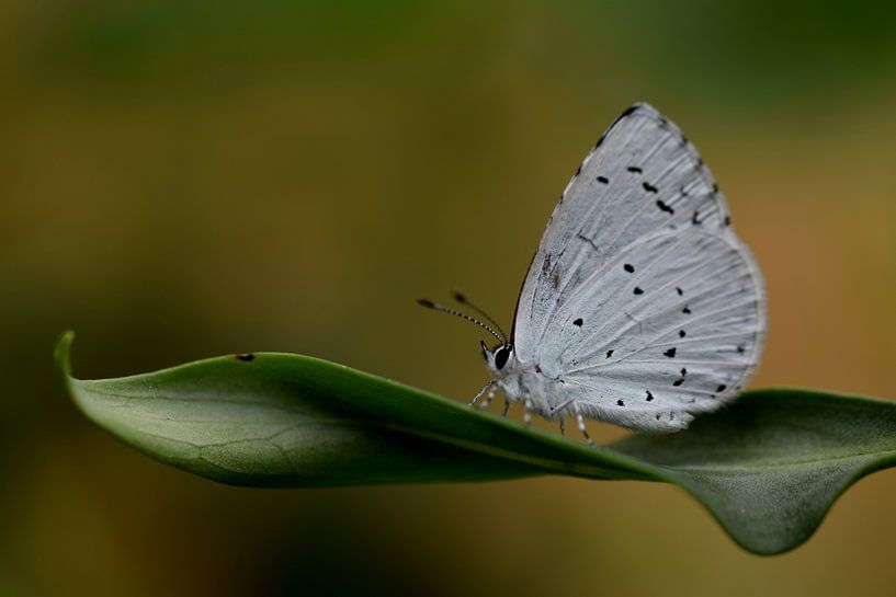 Boomblauwtje von Nathalie Jongedijk