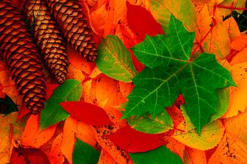 Autumn leaves in the forest by Claude Laprise