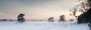 Crépuscule d'hiver sur le Hoge Veluwe sur Jaap Meijer