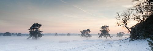 Winterschemering op de Hoge Veluwe