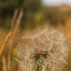 Pissenlit en fleur - le moment poétique entre la floraison et le mouvement | Pays-Bas | photographie de nature sur Rebecca van der Schaft