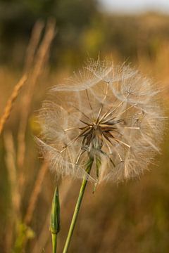 Uitgebloeide paardenbloem – het poëtische moment tussen bloei en beweging | Nederland | natuurfotografie van Rebecca van der Schaft