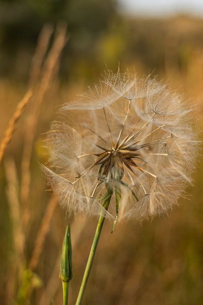 Blooming dandelion - the poetic moment between flowering and movement | Netherlands | nature photography by Rebecca van der Schaft