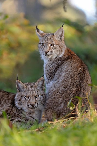 Lynx / Euraziatische Lynx ( Lynx lynx ), dubbelportret van onze grootste huiskat van prooi in de moo van wunderbare Erde