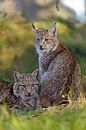 Lynx / Euraziatische Lynx ( Lynx lynx ), dubbelportret van onze grootste huiskat van prooi in de moo van wunderbare Erde thumbnail