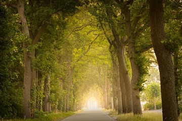 Mysterieuze weg in Drenthe van KB Design & Photography (Karen Brouwer)