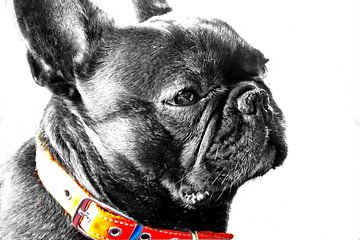 French Bully - Photography Jean-Louis Glineur van DeVerviers