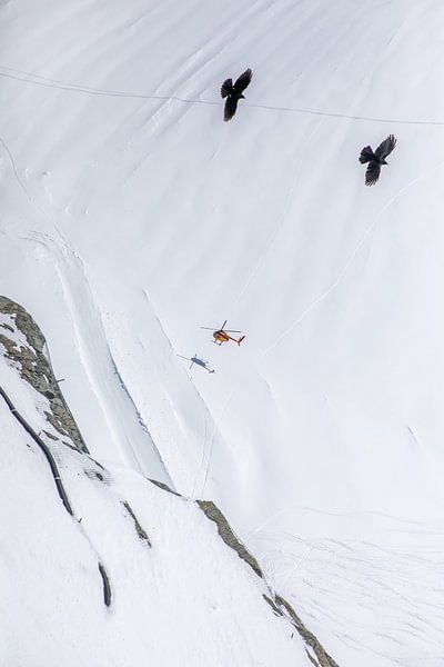 Herrscher der Lüfte - Über dem Aletschgletscher von t.ART