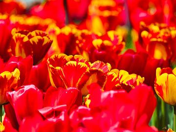 Une mer de tulipes rouges