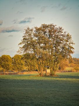 De jachtstoel van de jager voor een boom in een weide in het gouden avondlicht.