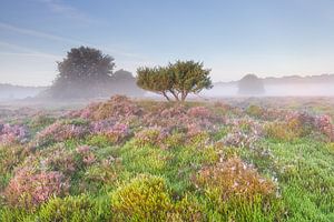 Early sunlight over flowering heather and juniper