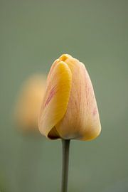 Tere tulp in het ochtendlicht