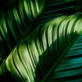 Green leaves by Poster Art Shop