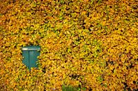 Hedge with mailbox