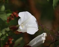 Schöne Blume in der Sommersonne