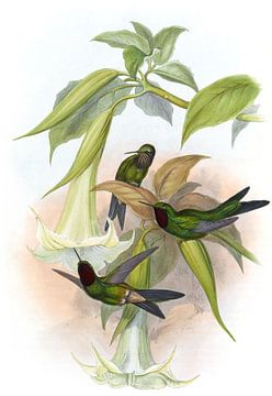 Viola star-frontlet, John Gould van Hummingbirds