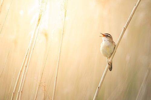 Singing Reed Warbler in the Sunlight