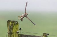 Kestrel action flight