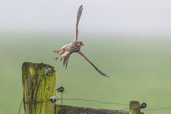 Torenvalk vliegbeeld in het weide landschap