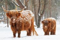 Schotse Hooglander koe en kalf in de sneeuw tijdens de winter van Sjoerd van der Wal Fotografie thumbnail