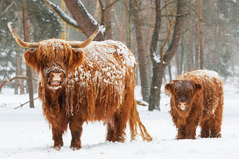 Schotse Hooglander koe en kalf in de sneeuw tijdens de winter