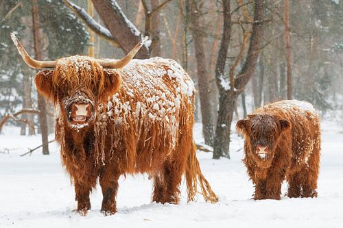 Scottish Highlander cow and calf in the snow during winter by Sjoerd van der Wal Photography
