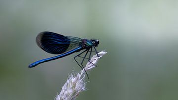 Dragonfly by Maurice Cobben