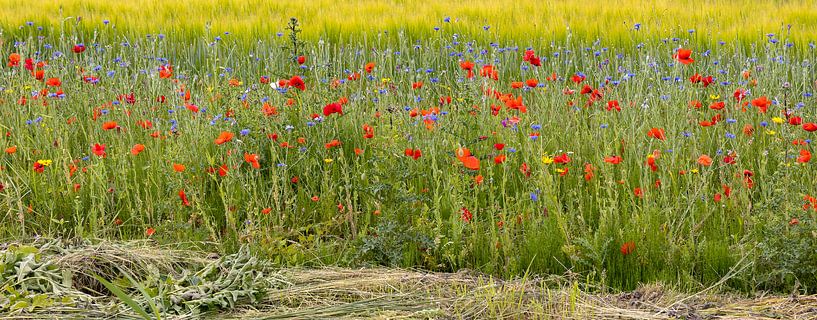 klaprozen en korenbloemen van Corrie Ruijer