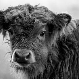 Schotse hooglander kalf op Veluwezoom in zwartwit van CMphotos