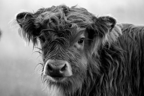 Veau écossais Highlander sur Veluwezoom en noir et blanc