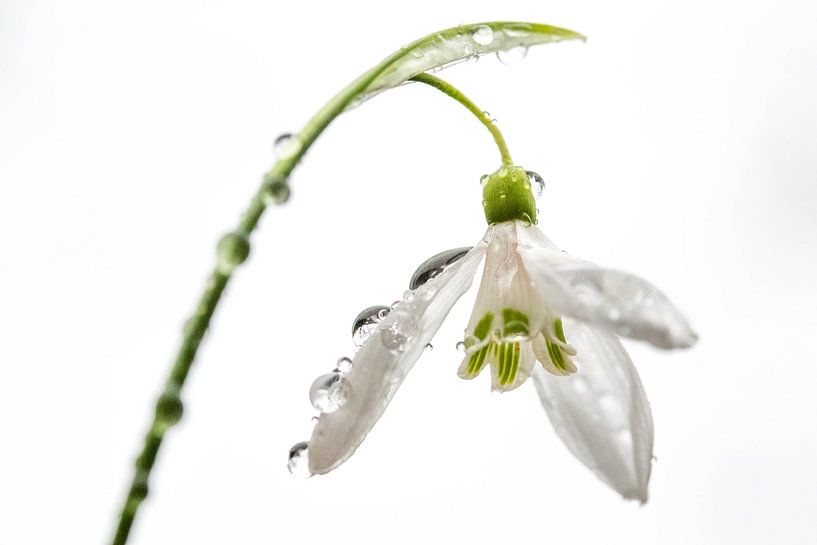 Snowdrop with raindrops by Anne Ponsen