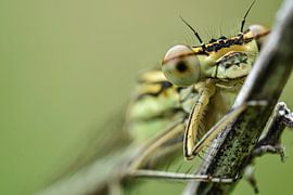 Smile into the camera