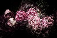 Rêve de pivoines