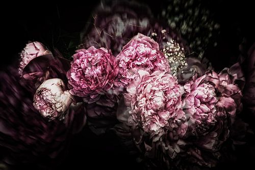 Peony Dream