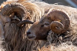 Mountain goats in the dunes