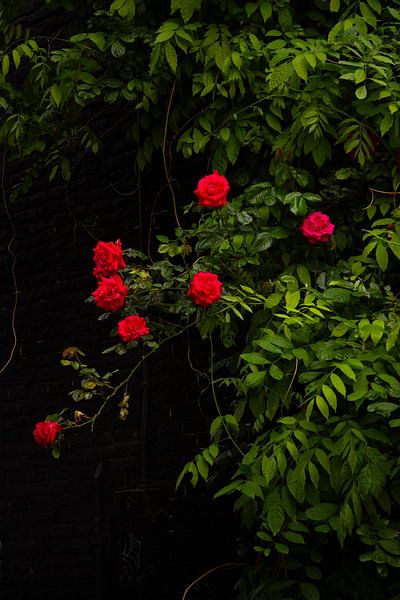 murs et roses par ISO_UP