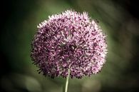 Ajuin paarse bloem van marco de Jonge thumbnail