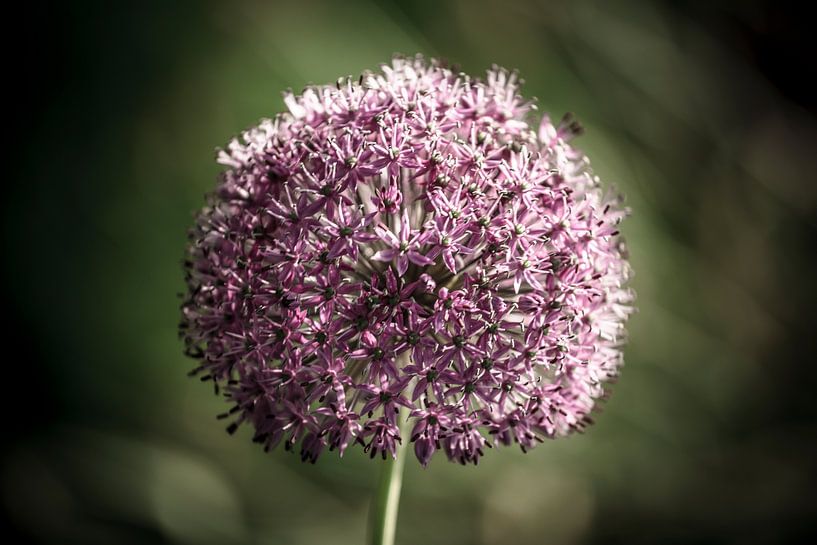 Ajuin paarse bloem van marco de Jonge