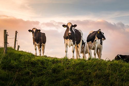 Vaches inattendues à Groningue