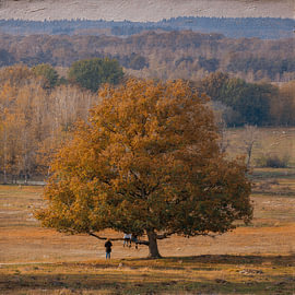 Ein einsamer Herbstbaum in einer weiten Landschaft von STUDIO ARTSY