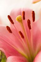 Blooming Lily