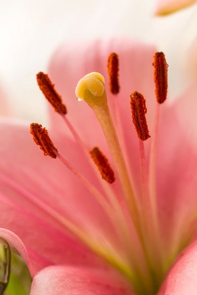 Blooming Lily by Maria Nevels