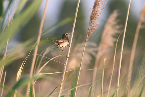 A partir du sein plein (bleu)