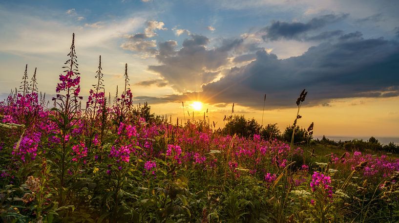 Sommer-Vibes von Steven Driesen