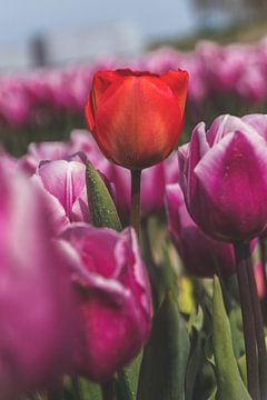 Lonely red tulip by Kelly Sabrina