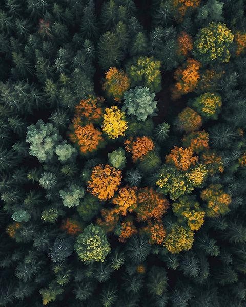Blick von oben auf den Wald von fernlichtsicht